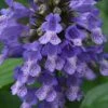Blue Prelude Catmint (Nepeta) - 1 Gallon Pot -Cheap PLANTS Store nepeta prelude blue catmint 2