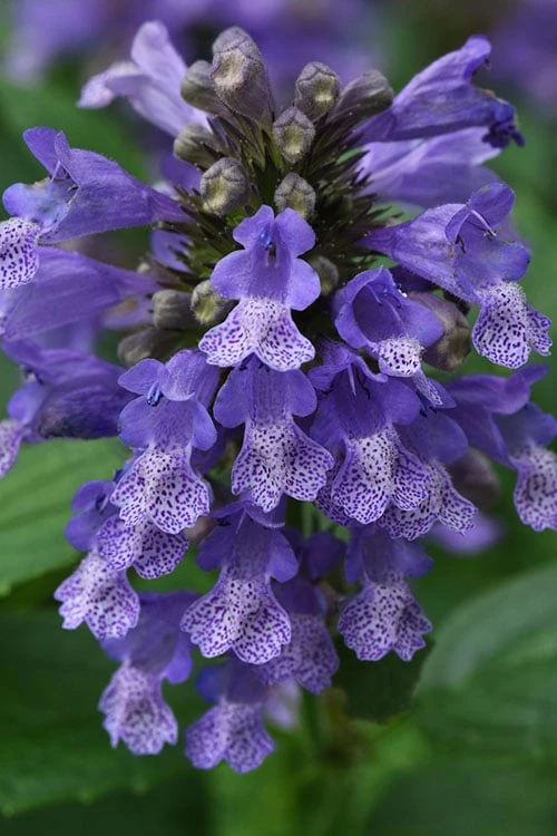 Blue Prelude Catmint (Nepeta) - 1 Gallon Pot 3 Blue Prelude Catmint (Nepeta) - 1 Gallon Pot