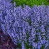 Purrsian Blue Catmint (Nepeta Faassenii) - 1 Gallon Pot -Cheap PLANTS Store nepeta purrsian blue catmint 2