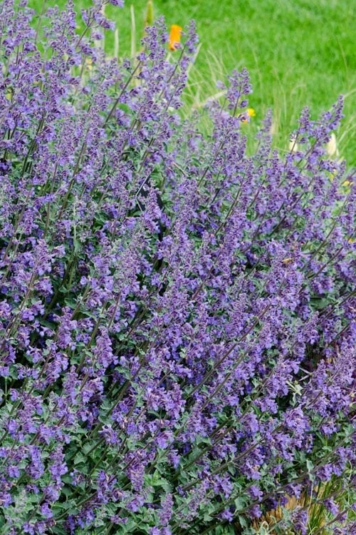 Six Hills Giant Catmint (Nepeta) - 5 Pack Of Quart Pots 8 Six Hills Giant Catmint (Nepeta) - 5 Pack Of Quart Pots - Image 6