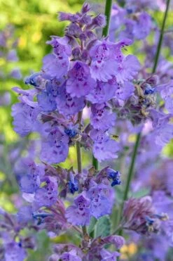 Six Hills Giant Catmint (Nepeta) - 5 Pack Of Quart Pots 19 Six Hills Giant Catmint (Nepeta) - 5 Pack Of Quart Pots -Cheap PLANTS Store nepeta six hills giant catmint 10