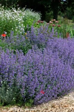 Six Hills Giant Catmint (Nepeta) - 5 Pack Of Quart Pots 17 Six Hills Giant Catmint (Nepeta) - 5 Pack Of Quart Pots -Cheap PLANTS Store nepeta six hills giant catmint 2