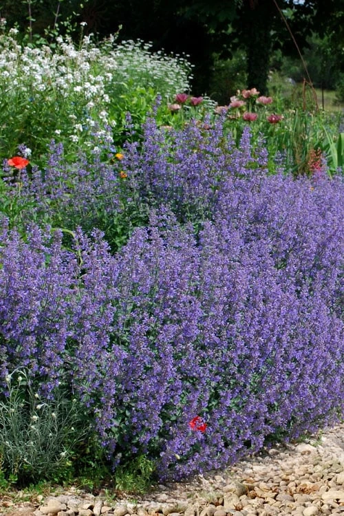 Six Hills Giant Catmint (Nepeta) - 5 Pack Of Quart Pots 9 Six Hills Giant Catmint (Nepeta) - 5 Pack Of Quart Pots - Image 7