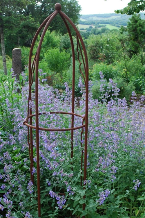 Six Hills Giant Catmint (Nepeta) - 5 Pack Of Quart Pots 3 Six Hills Giant Catmint (Nepeta) - 5 Pack Of Quart Pots