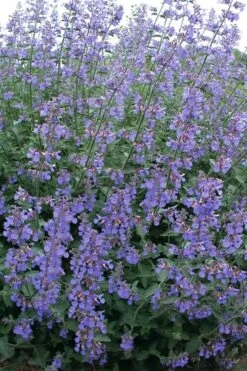 Six Hills Giant Catmint (Nepeta) - 5 Pack Of Quart Pots 14 Six Hills Giant Catmint (Nepeta) - 5 Pack Of Quart Pots -Cheap PLANTS Store nepeta six hills giant catmint 7