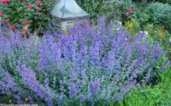 Six Hills Giant Catmint (Nepeta) - 5 Pack Of Quart Pots 15 Six Hills Giant Catmint (Nepeta) - 5 Pack Of Quart Pots -Cheap PLANTS Store nepeta six hills giant catmint 8