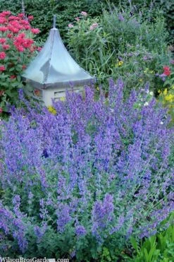 Six Hills Giant Catmint (Nepeta) - 5 Pack Of Quart Pots 18 Six Hills Giant Catmint (Nepeta) - 5 Pack Of Quart Pots -Cheap PLANTS Store nepeta six hills giant catmint 9