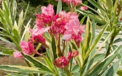 Twist Of Pink Oleander - 2 Gallon Pot -Cheap PLANTS Store oleander20twist20of20pink202