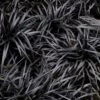 Dwarf Black Mondo Grass - 5 Pack Of Quart Pots -Cheap PLANTS Store ophiopogon dwarf black mondo grass 3