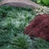 Tall Mondo Grass - 1 Gallon Pot -Cheap PLANTS Store ophiopogon japonicus tall mondo grass 102