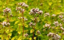 Golden Oregano - 5 Pack Of Pint Pots 13 Golden Oregano - 5 Pack Of Pint Pots -Cheap PLANTS Store oregano golden 2 1