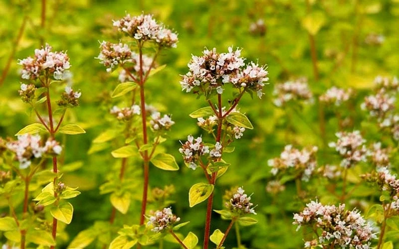 Golden Oregano - 5 Pack Of Pint Pots 8 Golden Oregano - 5 Pack Of Pint Pots - Image 6
