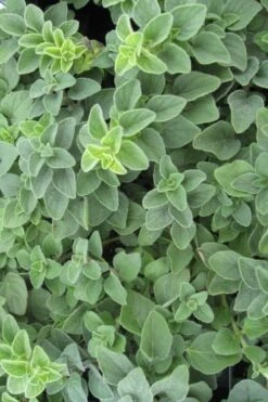 Hot & Spicy Oregano - 6 Pack Of Pint Pots -Cheap PLANTS Store oregano hot spicey 700x550 1