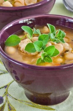 Hot & Spicy Oregano - 6 Pack Of Pint Pots -Cheap PLANTS Store oreganum hot and spicy oregano 1