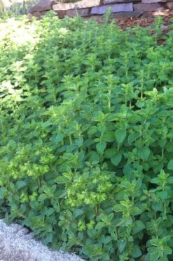 Hot & Spicy Oregano - 6 Pack Of Pint Pots