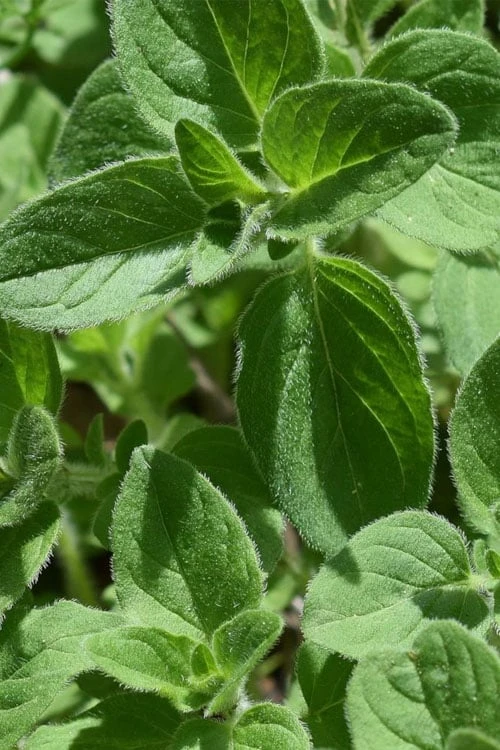 True Greek Oregano - 6 Pack Of Pint Pots 2 True Greek Oregano - 6 Pack Of Pint Pots