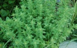 True Greek Oregano - 6 Pack Of Pint Pots 8 True Greek Oregano - 6 Pack Of Pint Pots -Cheap PLANTS Store origanum vulgare hirtum true greek oregano 2