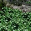 Pachysandra - Japanese Spurge - 18 Count Flat Of Pint Pots -Cheap PLANTS Store pachysandra terminalis japanese spurge 103