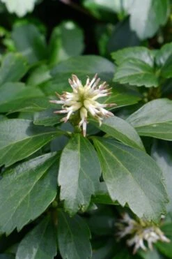 Pachysandra - Japanese Spurge - 18 Count Flat Of Pint Pots -Cheap PLANTS Store pachysandra terminalis japanese spurge 106