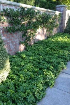 Pachysandra - Japanese Spurge - 18 Count Flat Of Pint Pots -Cheap PLANTS Store pachysandra terminalis japanese spurge 107