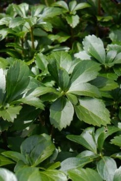 Pachysandra - Japanese Spurge - 18 Count Flat Of Pint Pots -Cheap PLANTS Store pachysandra terminalis japanese spurge 108