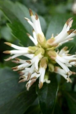 Pachysandra - Japanese Spurge - 18 Count Flat Of Pint Pots -Cheap PLANTS Store pachysandra terminalis japanese spurge 109