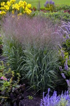 Prairie Winds Apache Rose Switchgrass (Panicum) - 1 Gallon Pot 12 Prairie Winds Apache Rose Switchgrass (Panicum) - 1 Gallon Pot -Cheap PLANTS Store panicum virgatum apache rose switch grass 2
