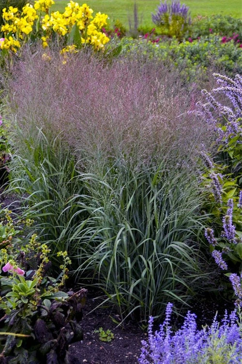 Prairie Winds Apache Rose Switchgrass (Panicum) - 1 Gallon Pot 7 Prairie Winds Apache Rose Switchgrass (Panicum) - 1 Gallon Pot - Image 5