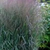 Prairie Winds Apache Rose Switchgrass (Panicum) - 1 Gallon Pot 2 Prairie Winds Apache Rose Switchgrass (Panicum) - 1 Gallon Pot -Cheap PLANTS Store panicum virgatum apache rose switch grass 3