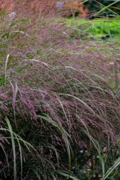 Prairie Winds Apache Rose Switchgrass (Panicum) - 1 Gallon Pot 11 Prairie Winds Apache Rose Switchgrass (Panicum) - 1 Gallon Pot -Cheap PLANTS Store panicum virgatum apache rose switch grass 5