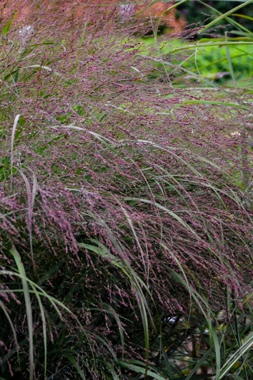 Prairie Winds Apache Rose Switchgrass (Panicum) - 1 Gallon Pot 6 Prairie Winds Apache Rose Switchgrass (Panicum) - 1 Gallon Pot - Image 4