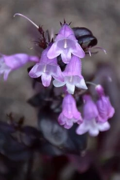 Midnight Masquerade Penstemon (Beardtongue) - 1 Gallon Pot -Cheap PLANTS Store penstemon midnight masquerade 1