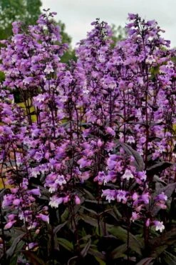 Midnight Masquerade Penstemon (Beardtongue) - 1 Gallon Pot -Cheap PLANTS Store penstemon midnight masquerade 3