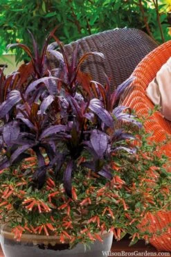 Midnight Masquerade Penstemon (Beardtongue) - 1 Gallon Pot -Cheap PLANTS Store penstemon midnight masquerade 4