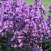 Midnight Masquerade Penstemon (Beardtongue) - 1 Gallon Pot -Cheap PLANTS Store penstemon midnight masquerade 6