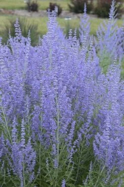 Blue Jean Baby Russian Sage (Perovskia) - 1 Gallon Pot -Cheap PLANTS Store perovskia atriplicifolia blue jean baby russian sage 1