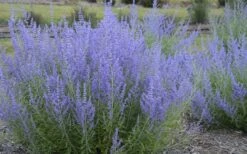 Blue Jean Baby Russian Sage (Perovskia) - 1 Gallon Pot -Cheap PLANTS Store perovskia atriplicifolia blue jean baby russian sage 3