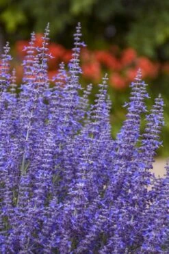 Denim N' Lace Russian Sage (Perovskia) - 1 Gallon Pot -Cheap PLANTS Store perovskia atriplicifolia denim n lace russian sage 12