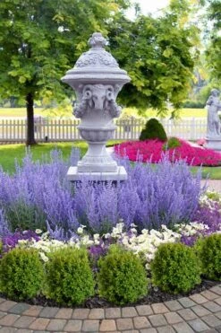 Blue Jean Baby Russian Sage (Perovskia) - 1 Gallon Pot -Cheap PLANTS Store perovskia atriplicifolia denim n lace russian sage 14 1