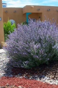 Russian Sage (Perovskia Atriplicifolia) - 1 Gallon Pot -Cheap PLANTS Store perovskia atriplicifolia russian sage 1