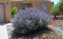 Russian Sage (Perovskia Atriplicifolia) - 1 Gallon Pot -Cheap PLANTS Store perovskia atriplicifolia russian sage 2