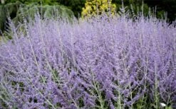 Russian Sage (Perovskia Atriplicifolia) - 1 Gallon Pot -Cheap PLANTS Store perovskia atriplicifolia russian sage 3