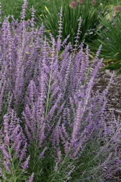 Sage Advice Russian Sage - 1 Gallon -Cheap PLANTS Store perovskiaatriplicifolia sage advice russian sage 2