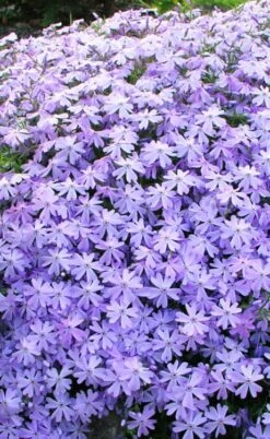 Blue Creeping Phlox - 6 Pack Of Pint Pots -Cheap PLANTS Store phlox subulata blue creeping 1 1