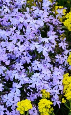 Blue Creeping Phlox - 6 Pack Of 1 Gallon Pots 13 Blue Creeping Phlox - 6 Pack Of 1 Gallon Pots -Cheap PLANTS Store phlox subulata blue creeping 2