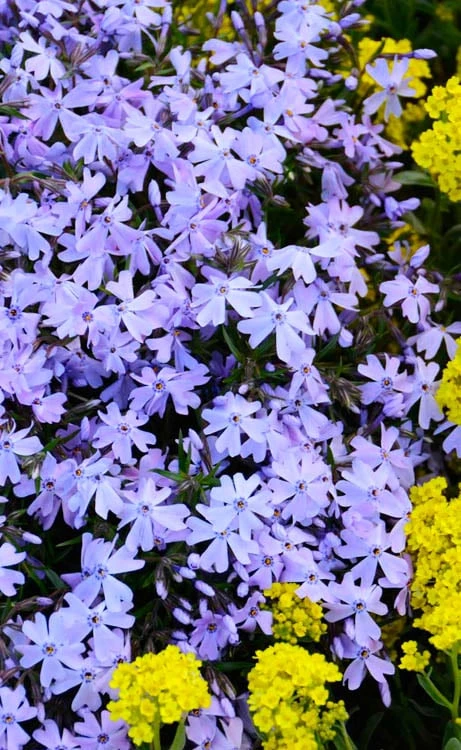 Blue Creeping Phlox - 6 Pack Of 1 Gallon Pots 8 Blue Creeping Phlox - 6 Pack Of 1 Gallon Pots - Image 6