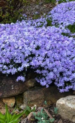 Blue Creeping Phlox - 6 Pack Of Pint Pots