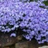 Blue Creeping Phlox - 6 Pack Of 1 Gallon Pots 2 Blue Creeping Phlox - 6 Pack Of 1 Gallon Pots -Cheap PLANTS Store phlox subulata blue creeping 3