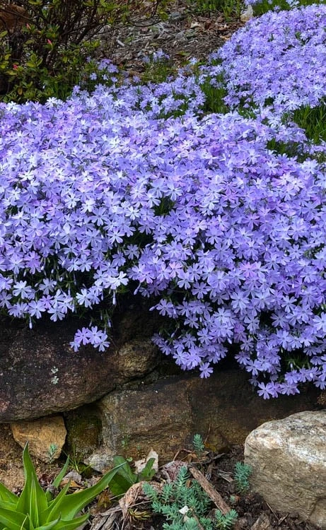 Blue Creeping Phlox - 6 Pack Of 1 Gallon Pots 3 Blue Creeping Phlox - 6 Pack Of 1 Gallon Pots