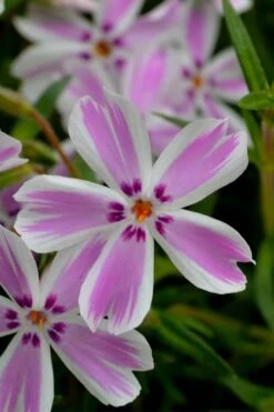 Candy Stripe Creeping Phlox - 1 Gallon Pot -Cheap PLANTS Store phlox subulata candy stripe creeping 21